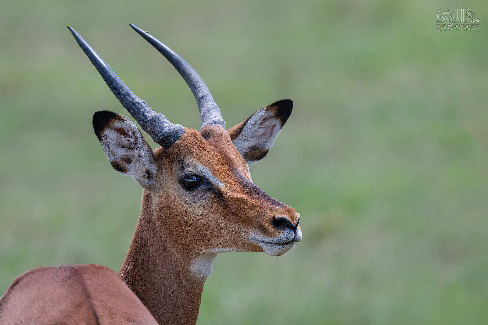 Solio - Close-up impala Impala’s zijn de meeste voorkomende antilopen. Deze middelgrote elegante dieren leven kleine kudden bestaande uit één of twee dominante mannetjes en hun harem van tot 30 vrouwtjes en hun jongen. De andere mannetjes leven meestal ook in een kudde en hebben indrukwekkende geringde hoorns. Stefan Cruysberghs
